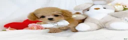 Toy Poodle dogs for sale: Linda - Ad 4