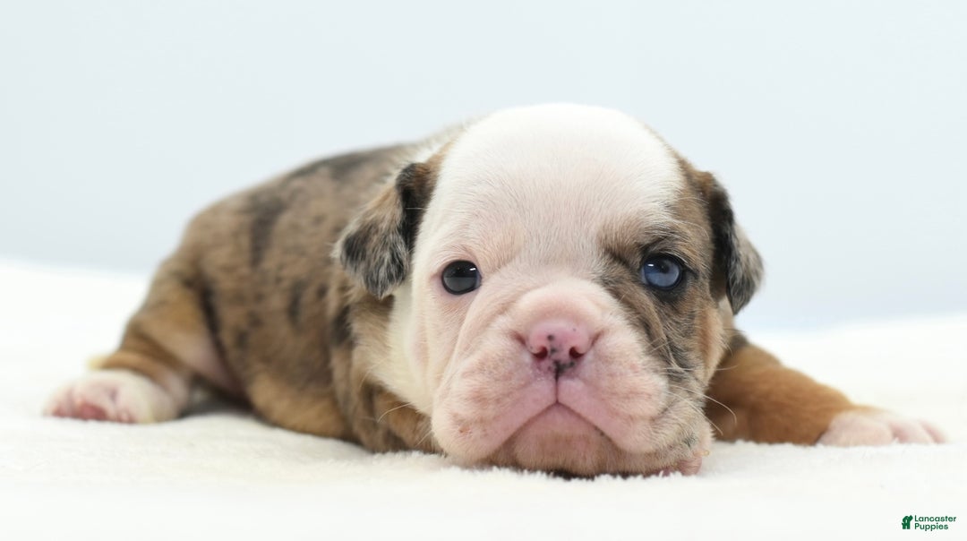 Mixed Breed dogs for sale: Turbo Merle blue eyes - Ad 13