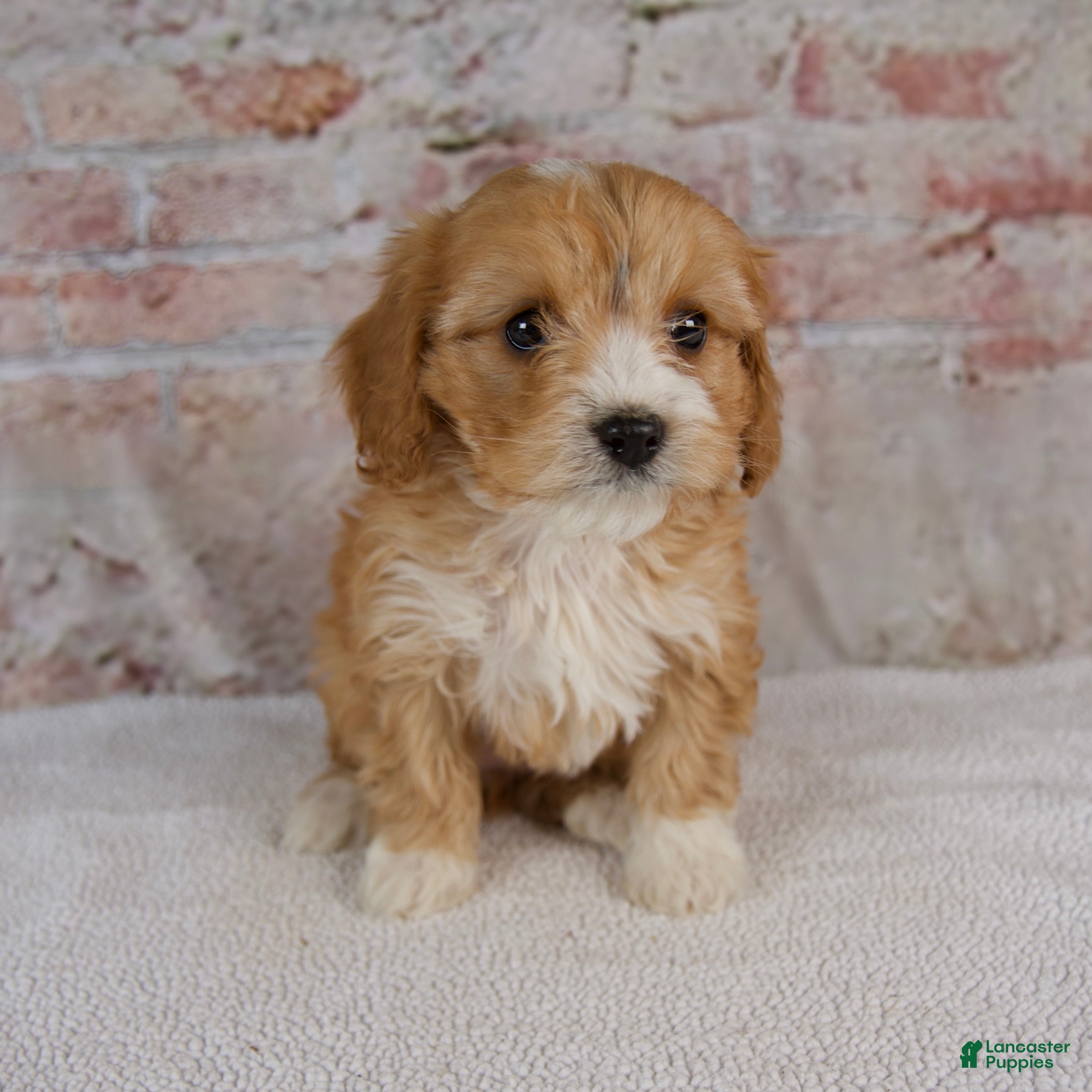 Cavapoo dogs Hope - Ad 1