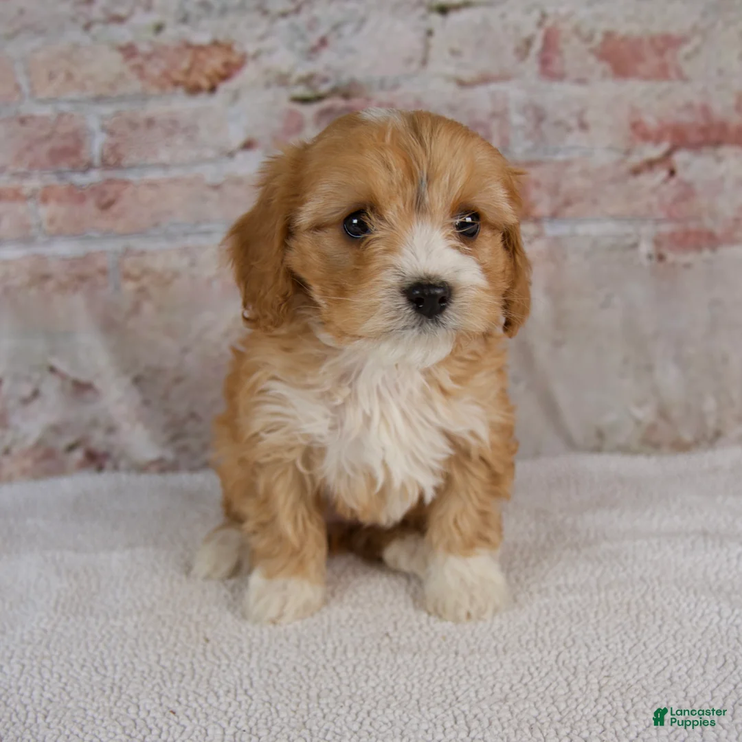 Cavapoo dogs for sale: Hope - Ad 1