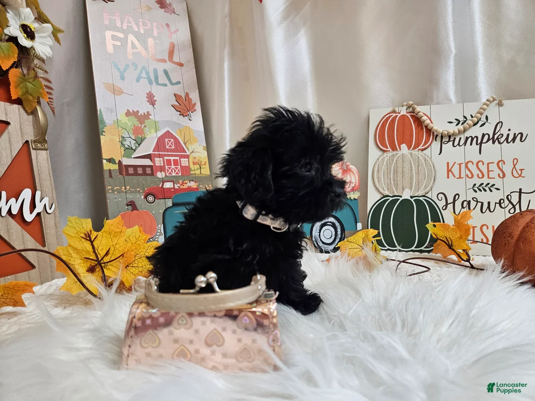 Yorkiepoo dogs for sale: Ava Jolene - Ad 1