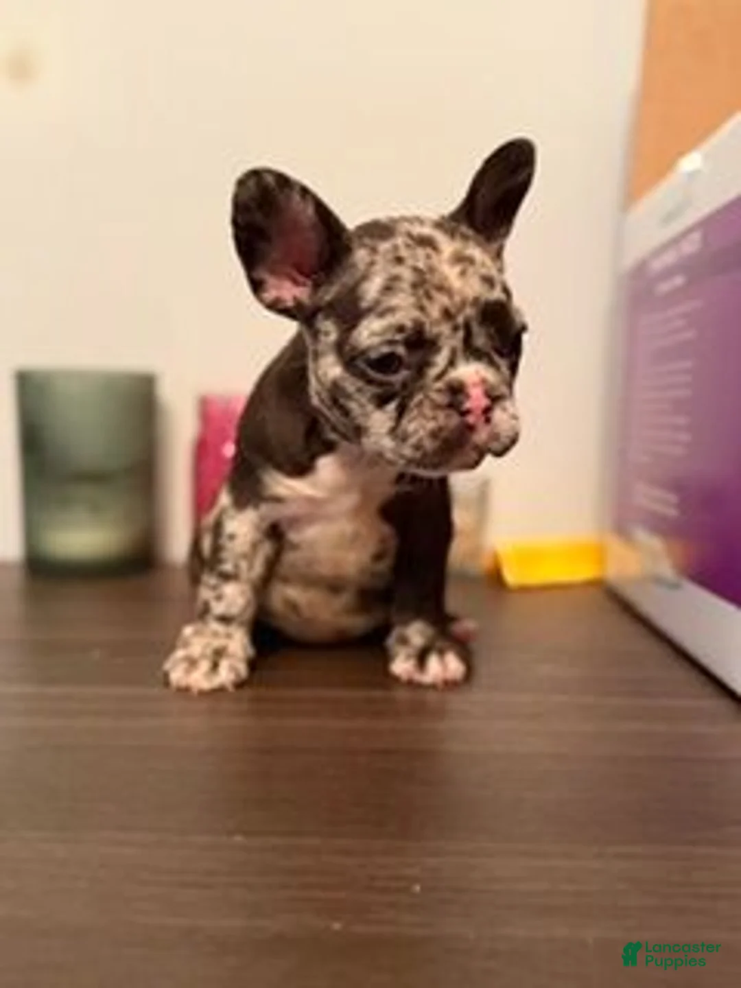 Gallery Image {{count}}