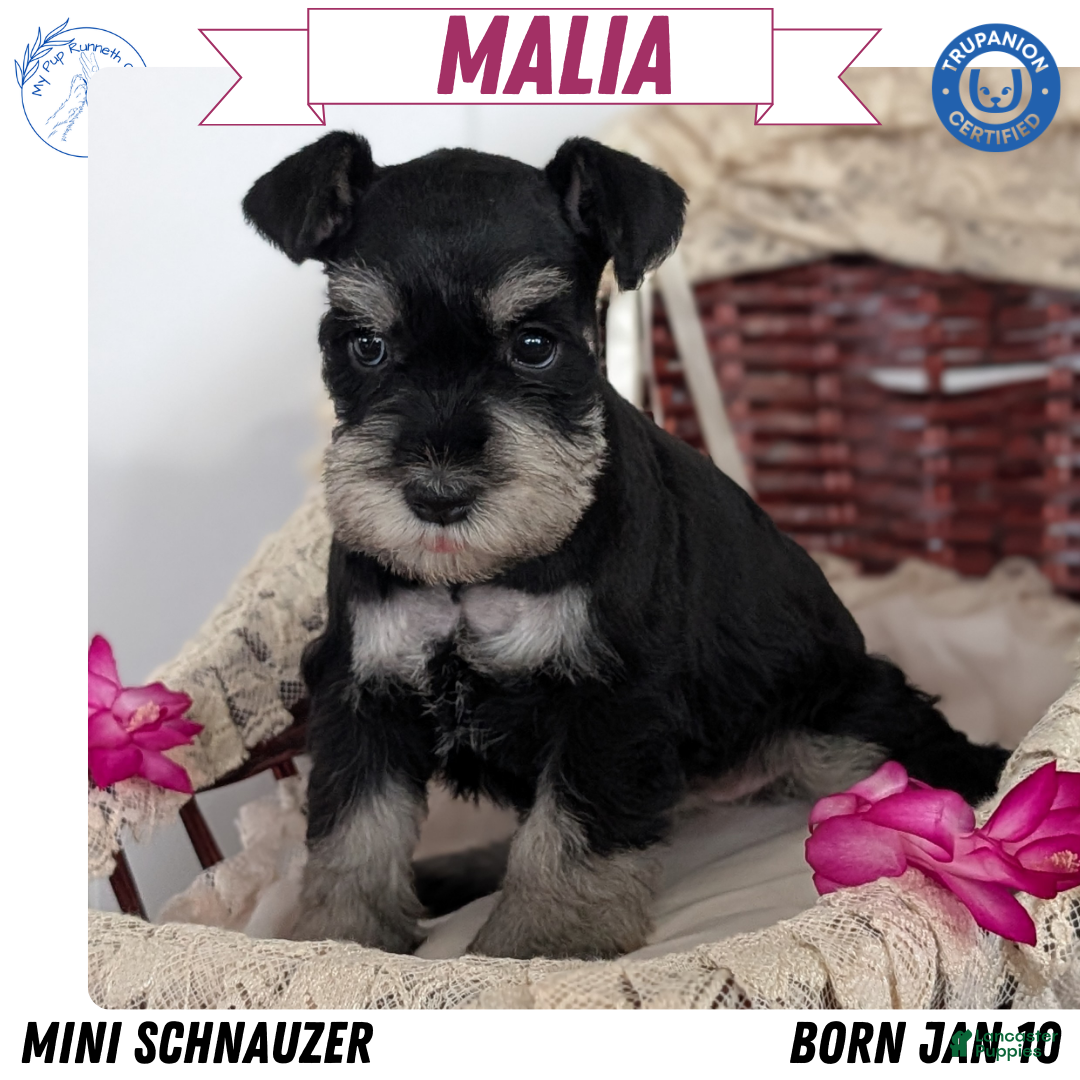 Miniature Schnauzer dogs Malia - Ad 1