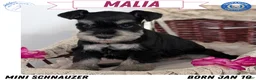 Miniature Schnauzer dogs for sale: Malia - Ad 1