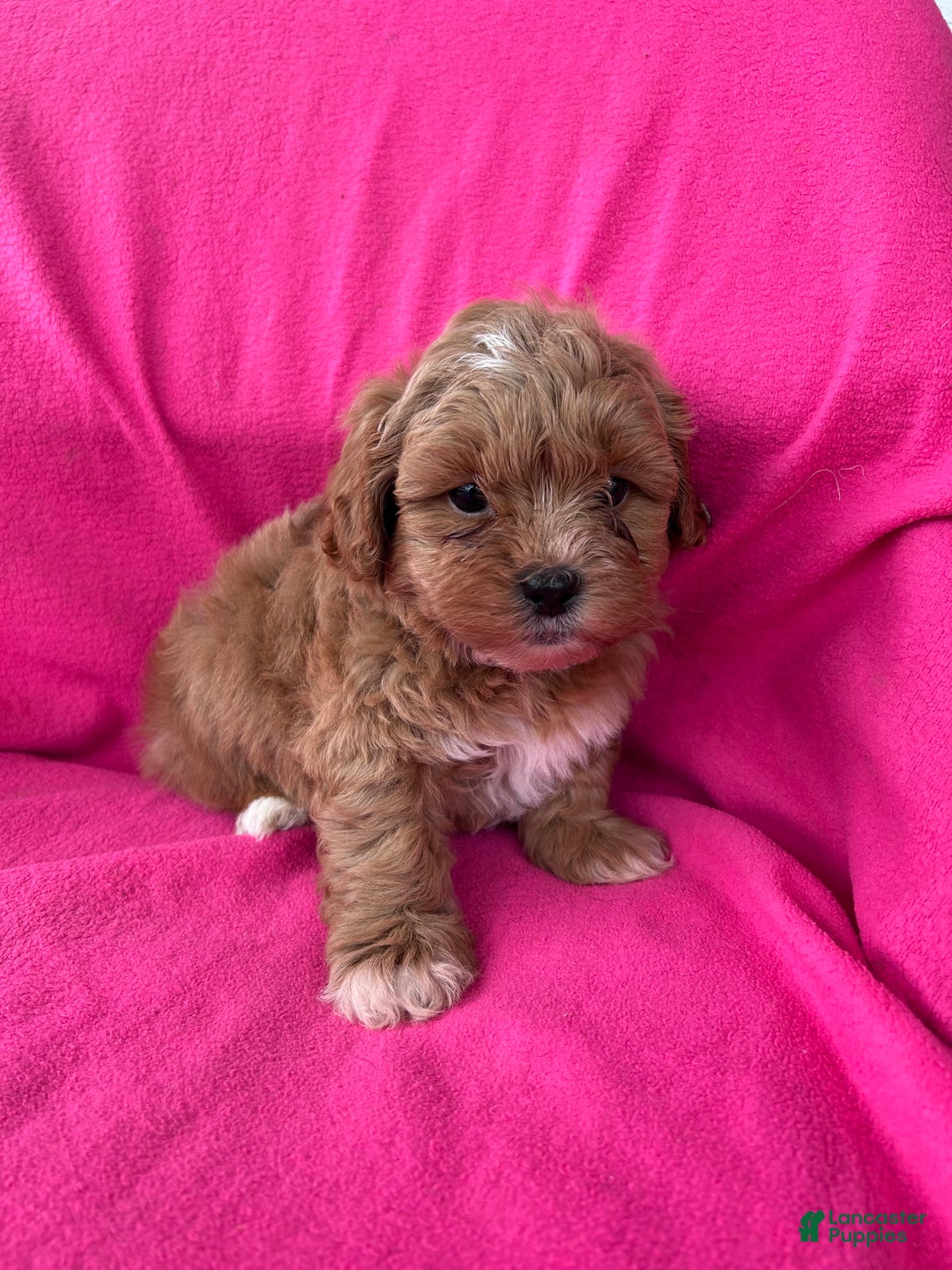 Shihpoo dogs for sale: MARLIE - Ad 8