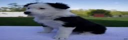 Australian Shepherd dogs for sale: Pearl - Ad 4