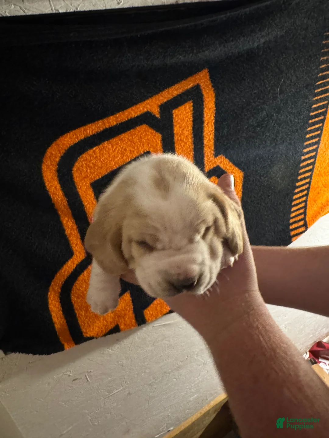 Basset Hound dogs for sale: Boy 2 Arthur - Ad 2