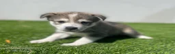 Alaskan Klee Kai dogs for sale: Vermax - Ad 7