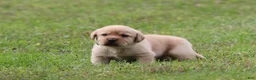 Labrador Retriever dogs for sale: Labrador Retriever 2 - Ad 5