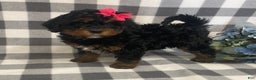 Mini Bernedoodle dogs for sale: Jade - Ad 4