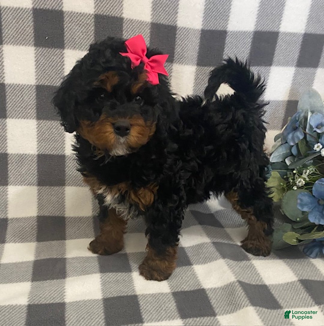 Mini Bernedoodle dogs for sale: Jade - Ad 4