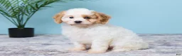 Cavapoo dogs for sale: Lexi - Ad 2