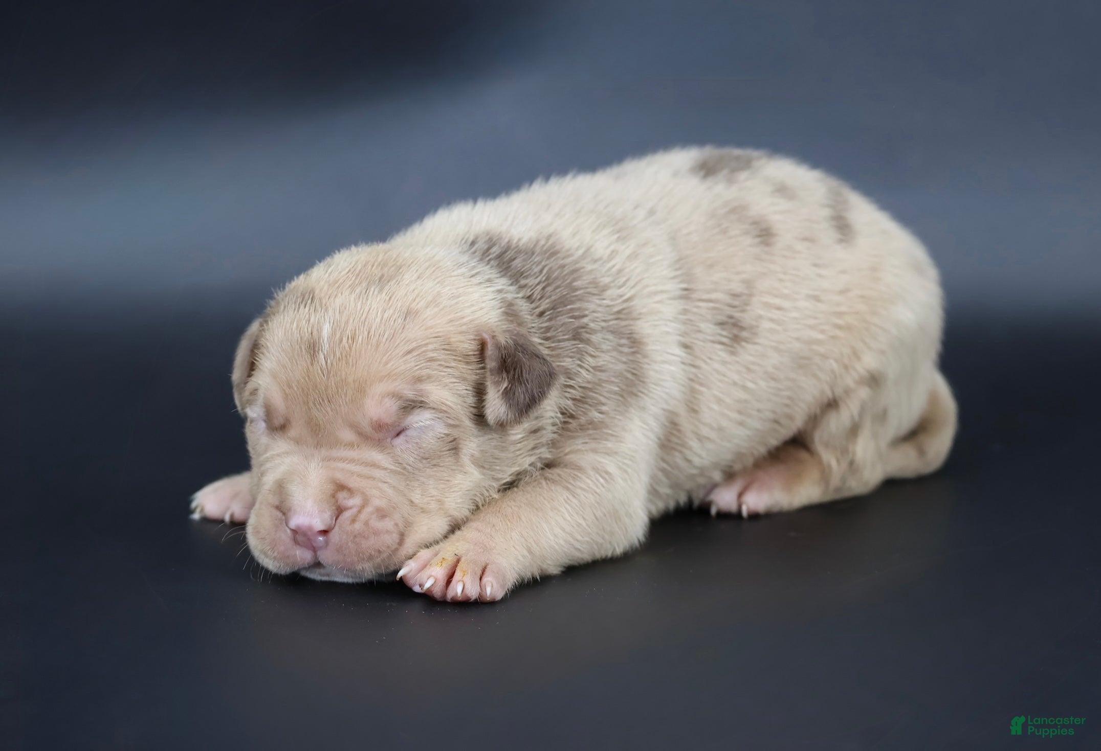 American Bully dogs Ra - XL - ABKC  - Ad 1