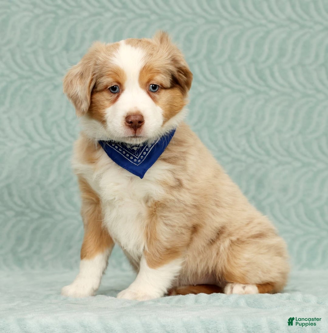 Australian Shepherd dogs for sale: Zack - Ad 9
