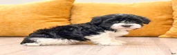 Havanese dogs for sale: Chester - Ad 3
