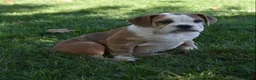Beabull dogs for sale: Brinley - Ad 4