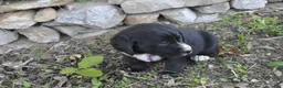 Mixed Breed dogs for sale: Brinley - Ad 2