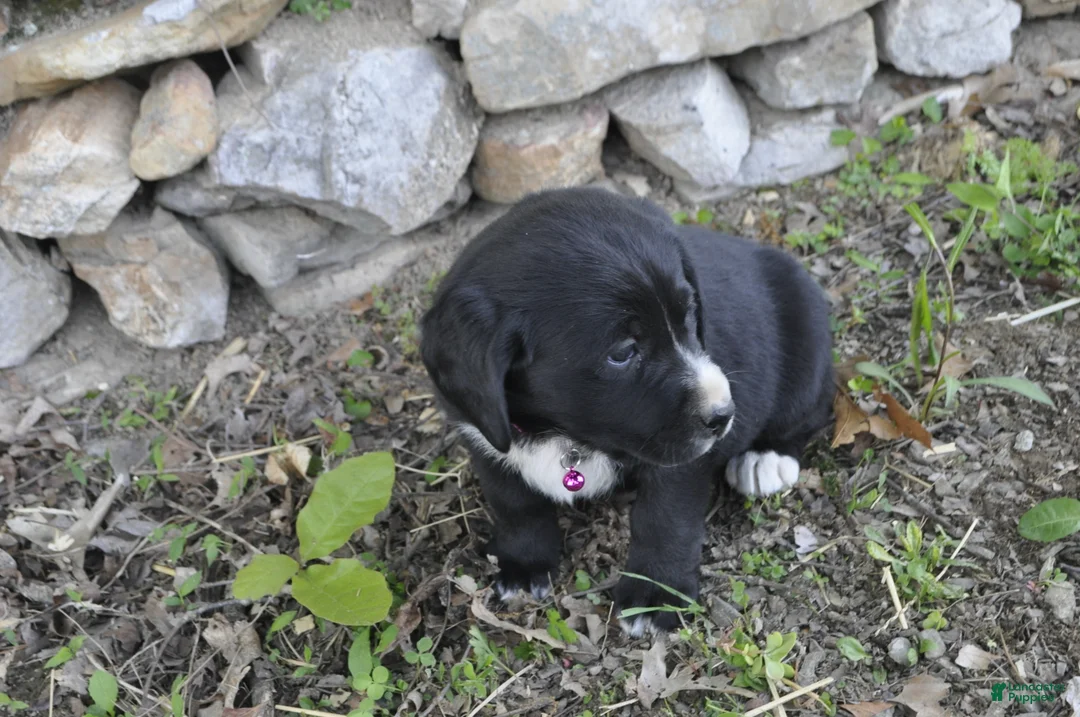 Mixed Breed dogs for sale: Brinley - Ad 2