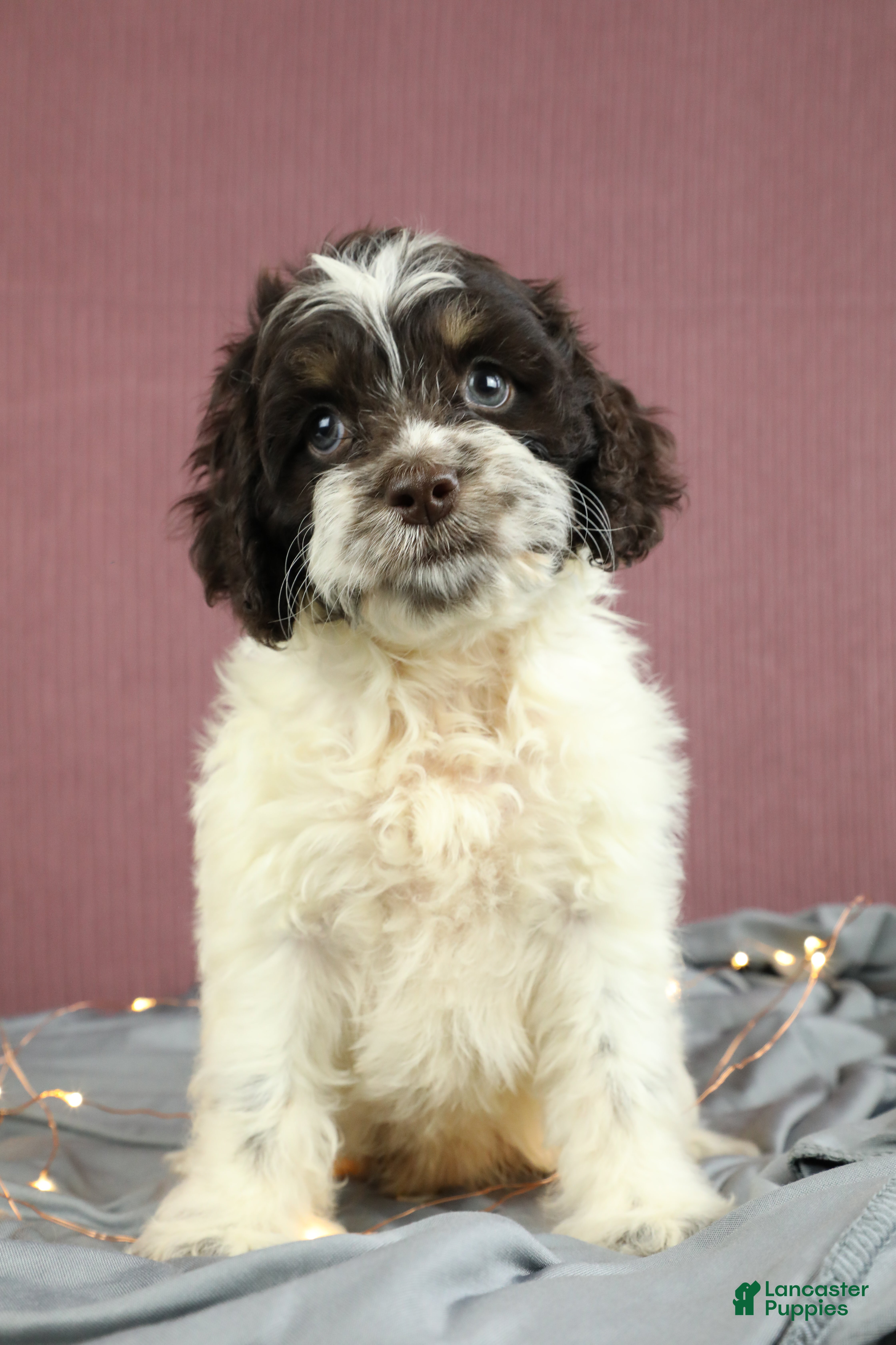 Cockapoo dogs Cedar 🌲 - Ad 1