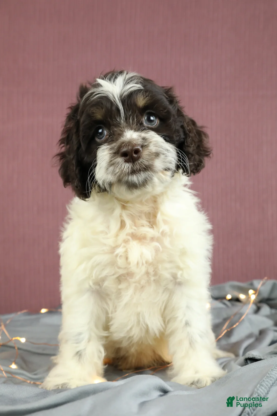 Cockapoo dogs for sale: Cedar 🌲 - Ad 1