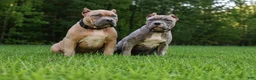 American Bully dogs for sale: Rosco  - Ad 2