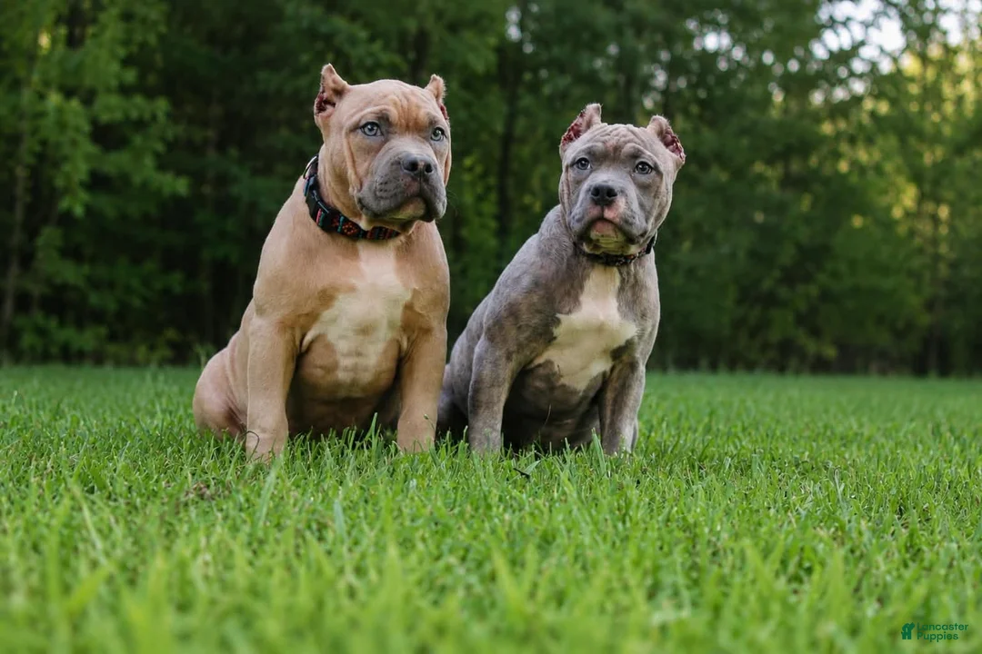 American Bully dogs for sale: Rosco  - Ad 2