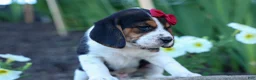 Beagle dogs for sale:  Cody 🐾🐶 - Ad 10
