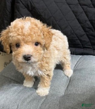 Toy Poodle dogs Toy Poodle Puppy 1 - Ad 42
