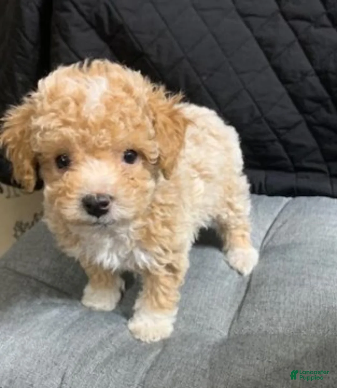 Toy Poodle dogs for sale: Toy Poodle Puppy 1 - Ad 1