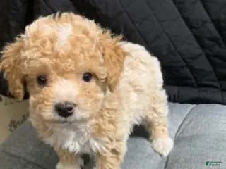Toy Poodle dogs Toy Poodle Puppy 1 - Ad 42