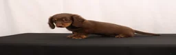 Dachshund dogs for sale: Ginger - Ad 8