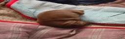 Golden Retriever dogs for sale: Clyde - Ad 5