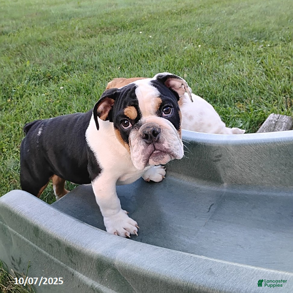 English Bulldog dogs Rival - Ad 16