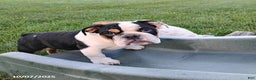 English Bulldog dogs for sale: Rival - Ad 1