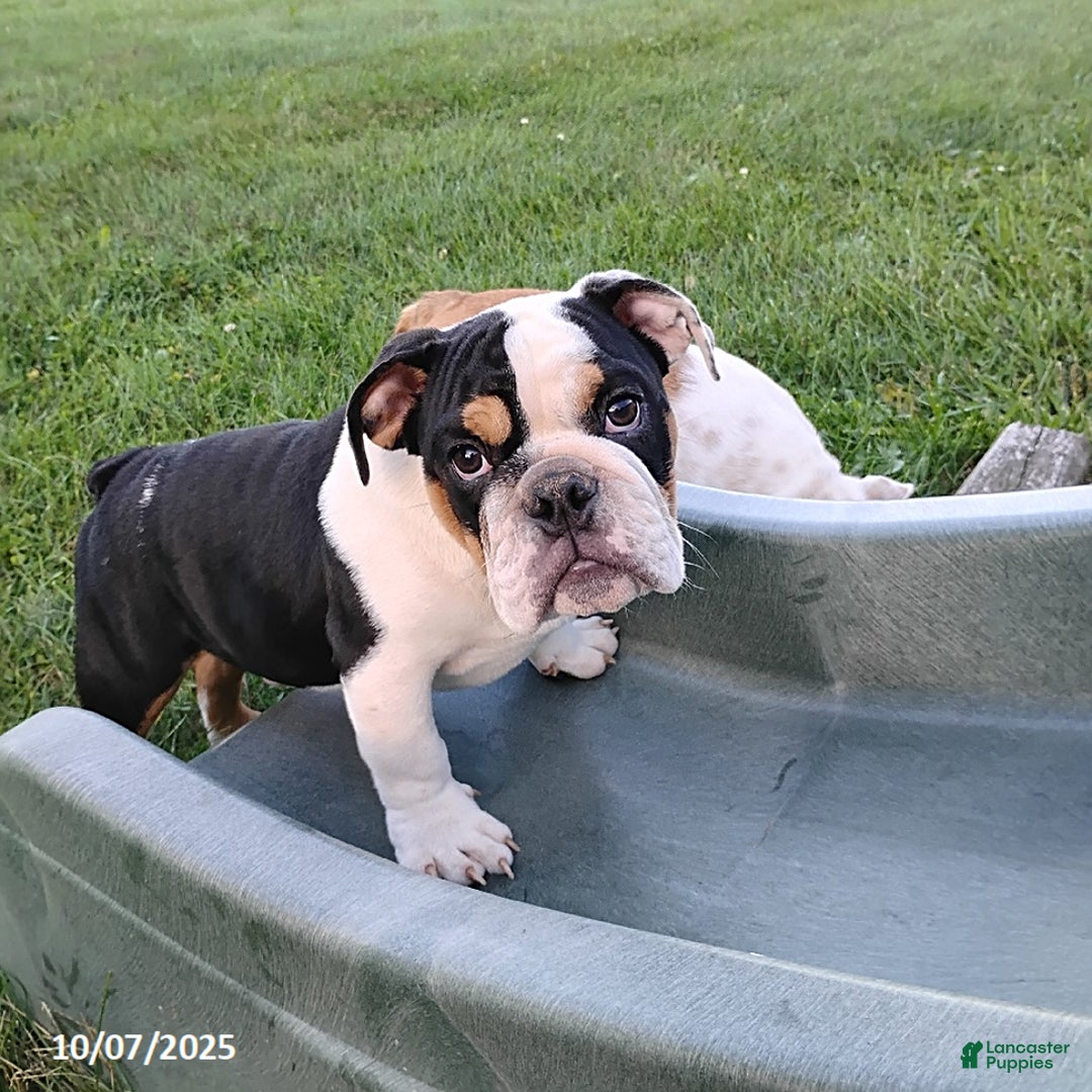 English Bulldog dogs for sale: Rival - Ad 1