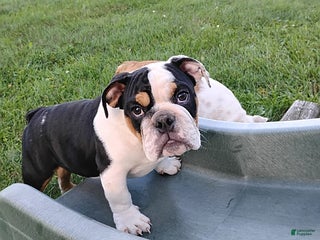 English Bulldog dogs Rival - Ad 42