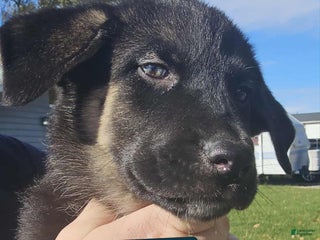 Gerberian Shepsky dogs - Ad 6