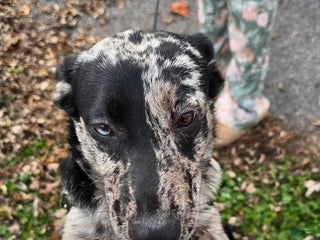 Mixed Breed dogs Gal - Ad 10