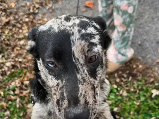 Mixed Breed dogs Gal - Ad 29