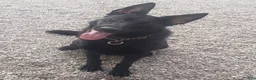 Mixed Breed dogs for sale: Nebula  - Ad 4