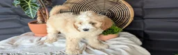Cavapoo dogs for sale: Macy - Ad 4