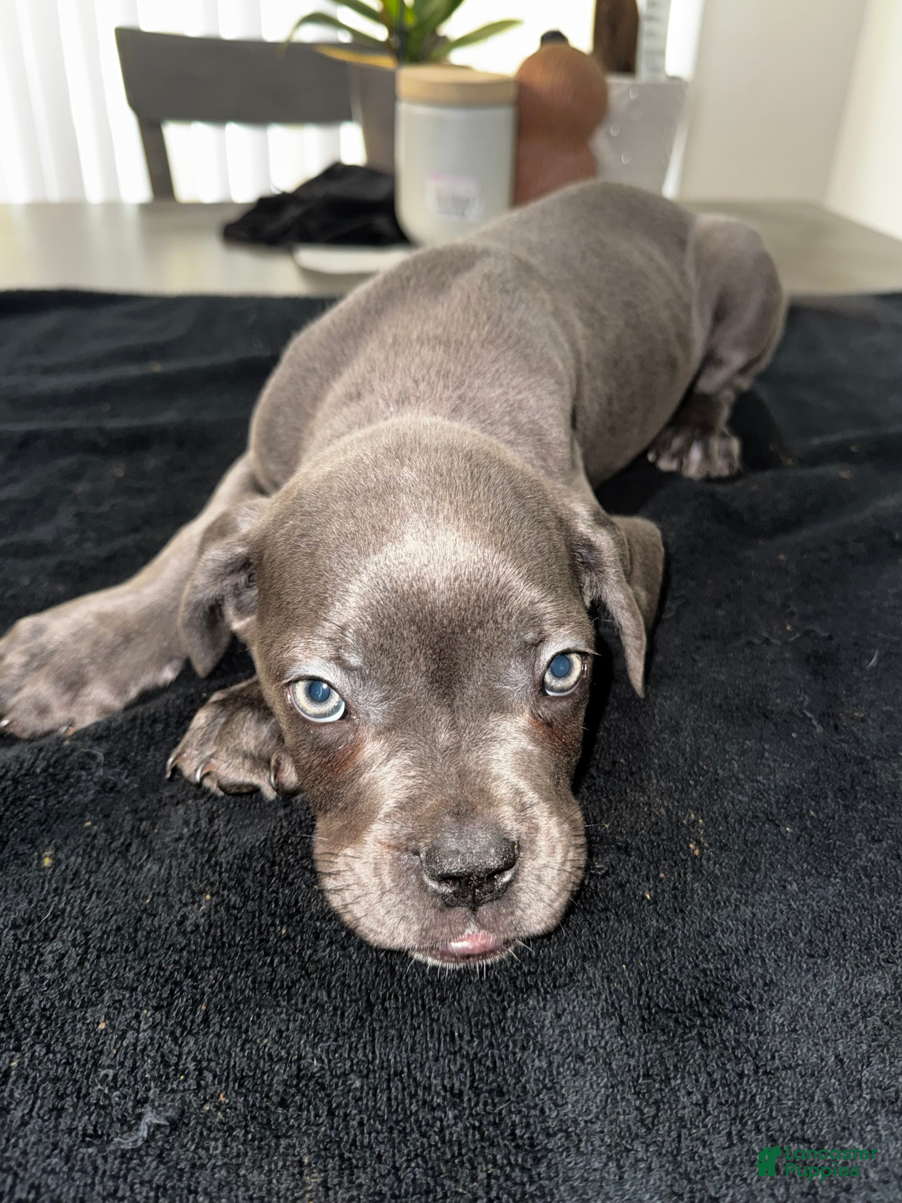 Mixed breed