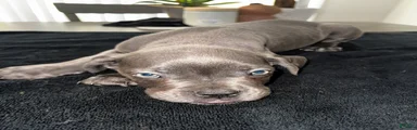 Grey 2