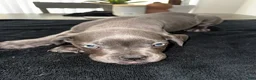 Mixed Breed dogs for sale: Grey 2 - Ad 1
