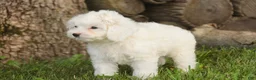 Mixed Breed dogs for sale: Thumbelina Munchkin Bernedoodle - Ad 4