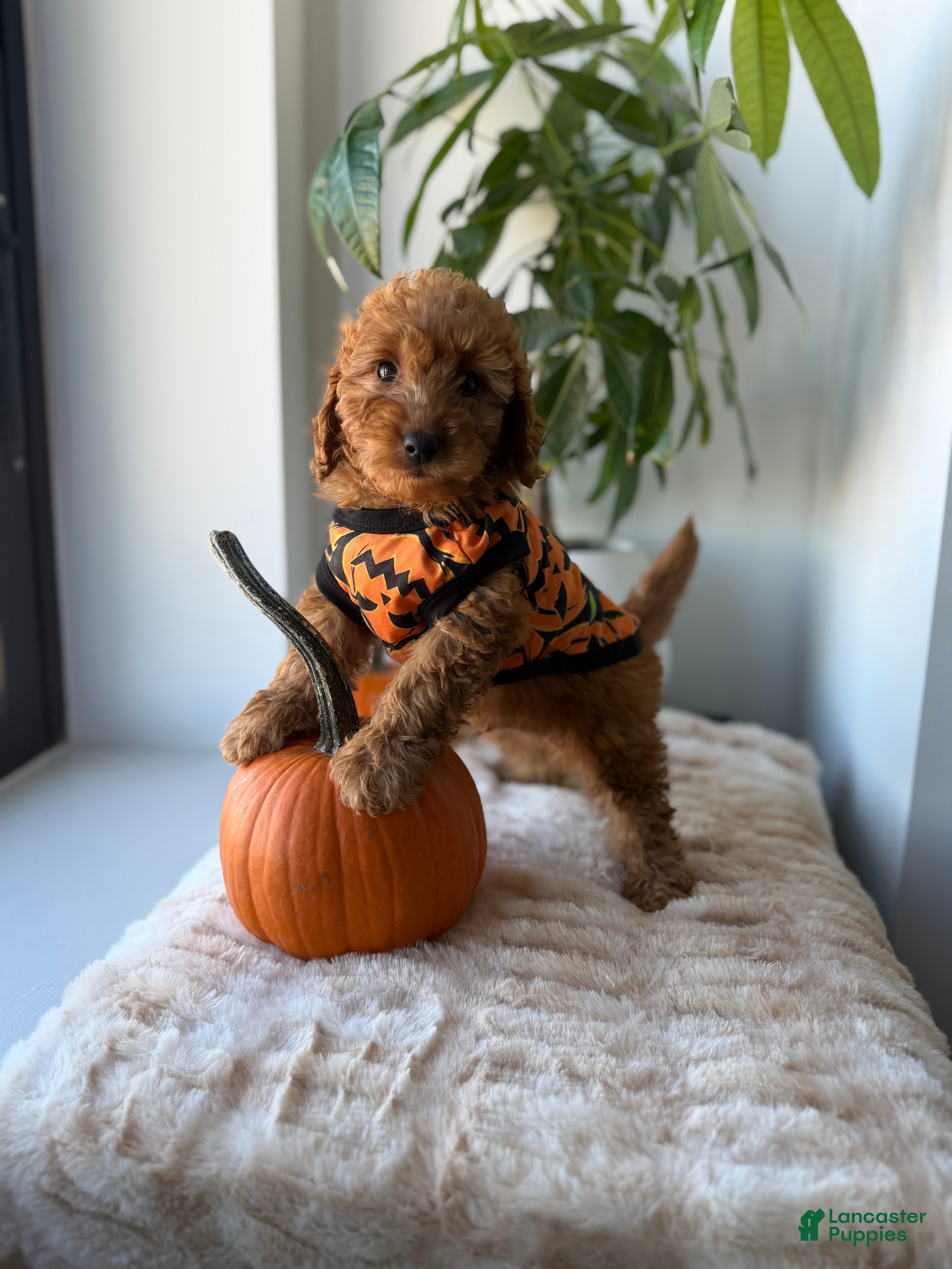 Mini Goldendoodle dogs Prada - Ad 2