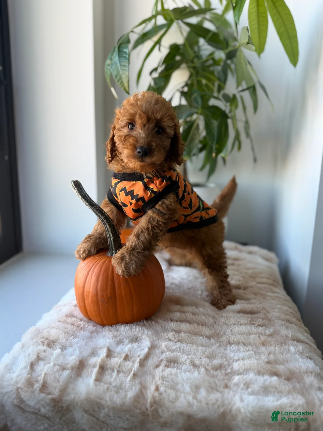 Mini Goldendoodle dogs for sale: Prada - Ad 2