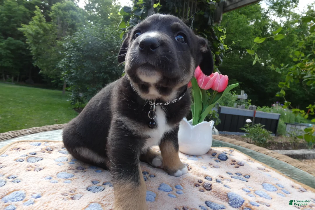 Cane Corso dogs for sale: Cane Corso Puppy 2 Trooper - Ad 2