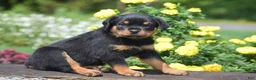 Rottweiler dogs for sale: Royal - Ad 4