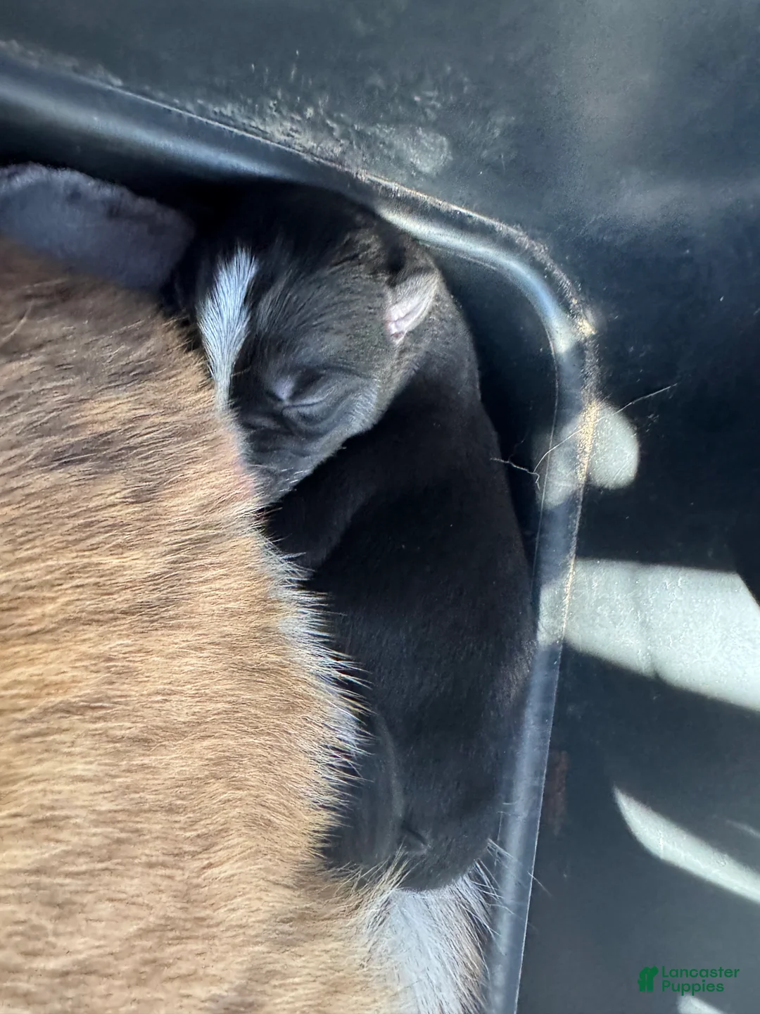 Siberian Husky dogs for sale: Ace - Ad 2